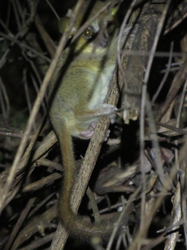 Golden-brown mouse lemur
