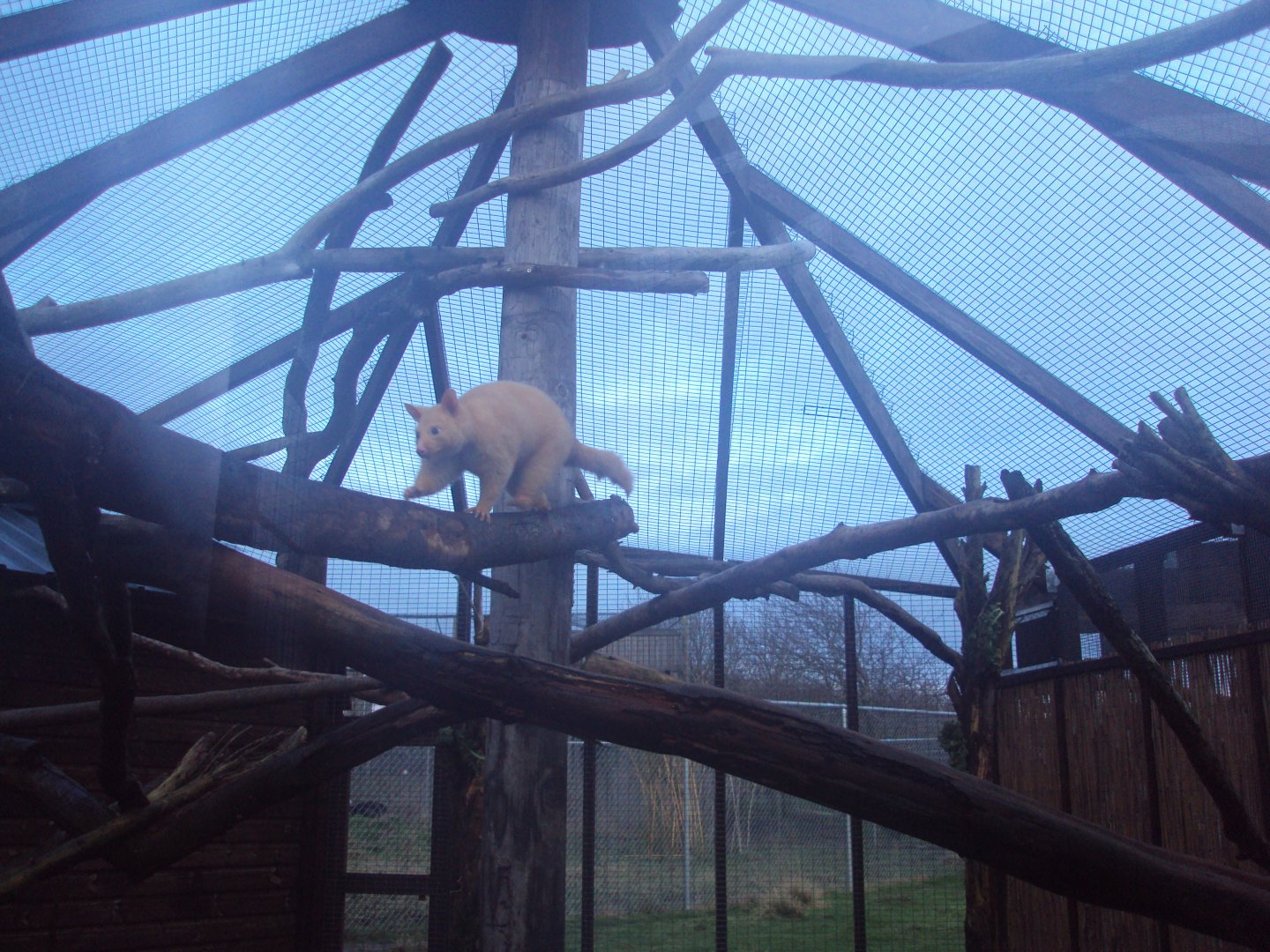 Golden Brush-tailed Possum 22/12/2019