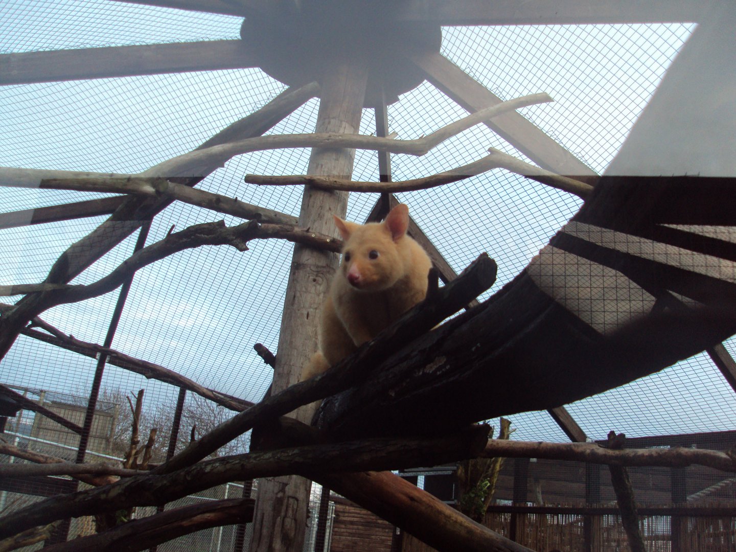 Golden Brush-tailed Possum 22/12/2019