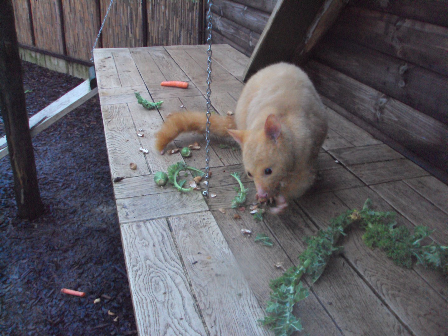Golden Brush-tailed Possum 22/12/2019
