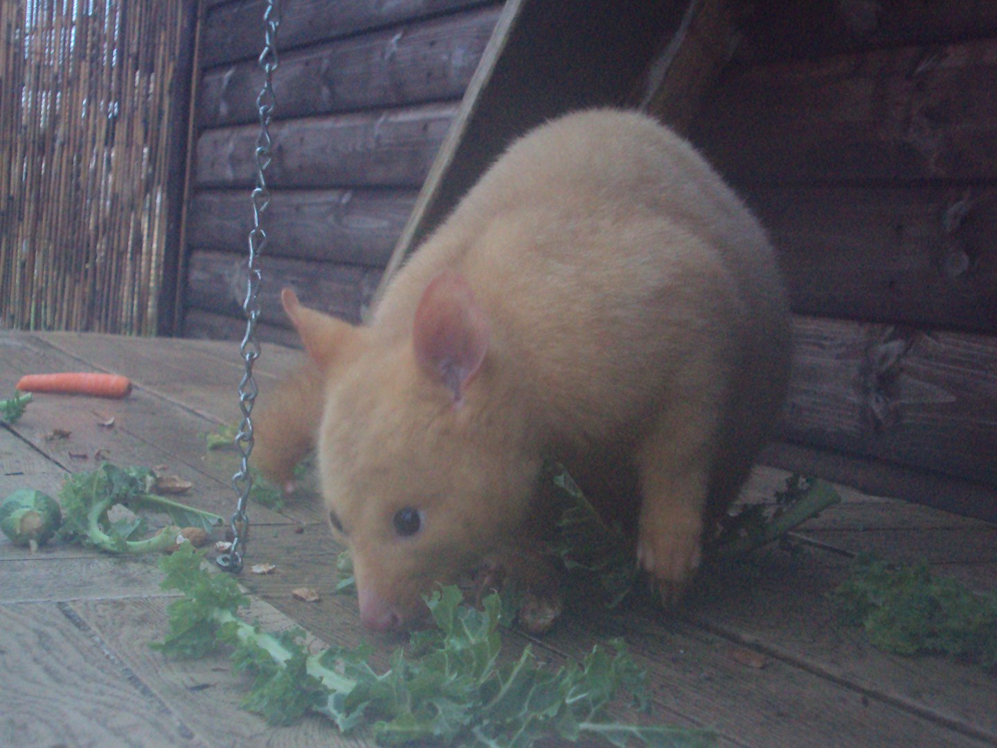 Golden Brush-tailed Possum 22/12/2019