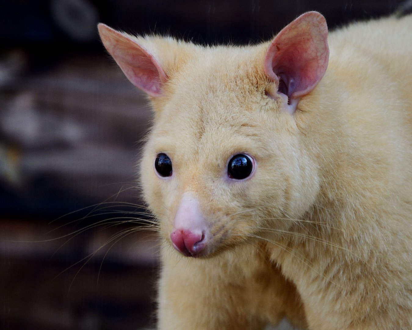 Golden Brush Tailed Possum - Hamerton 24/08/19