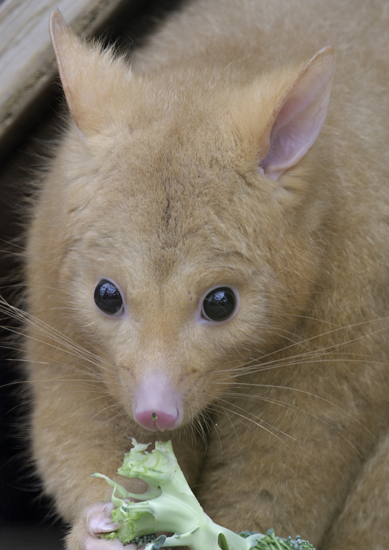 Golden brush-tailed possum
