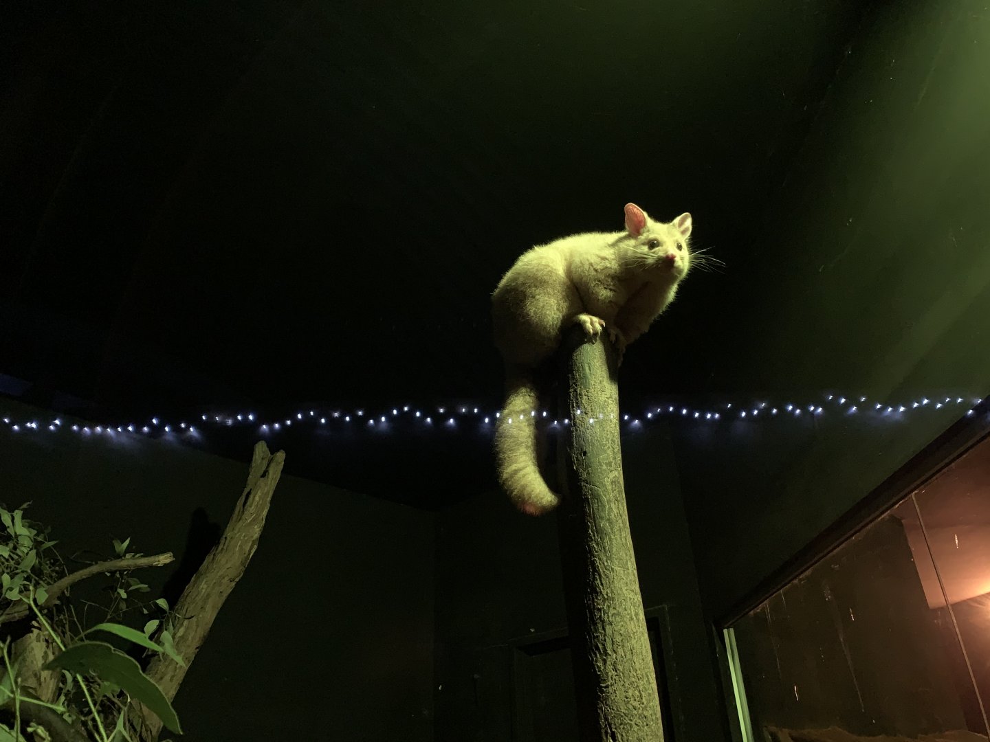 Golden Brush-tailed Possum