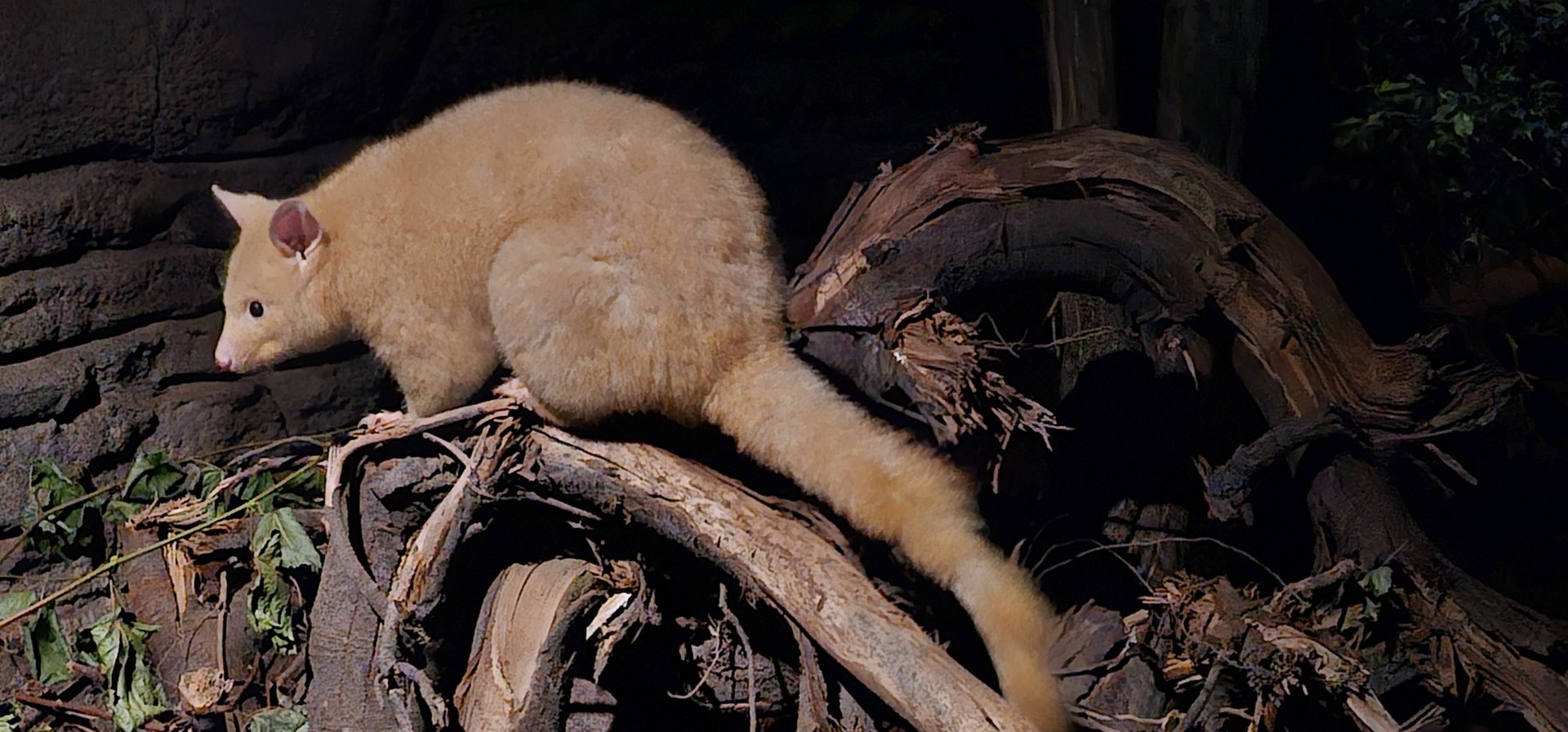 Golden brush tailed possum