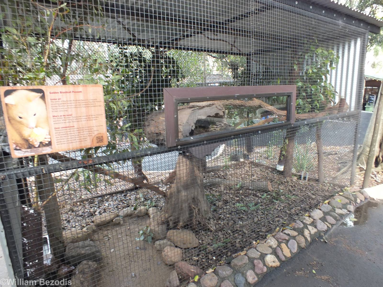 Golden Brushtail Possum Enclosure