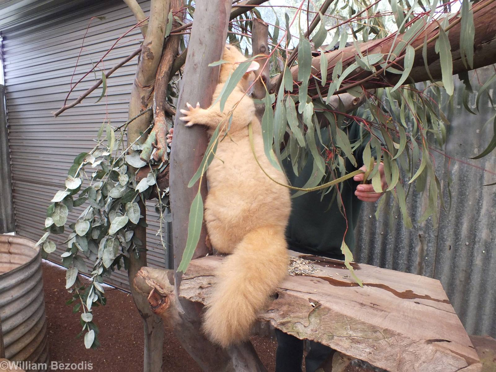 Golden Brushtail Possum in 'Meet the Wombat and Friends' Show - Caversham W