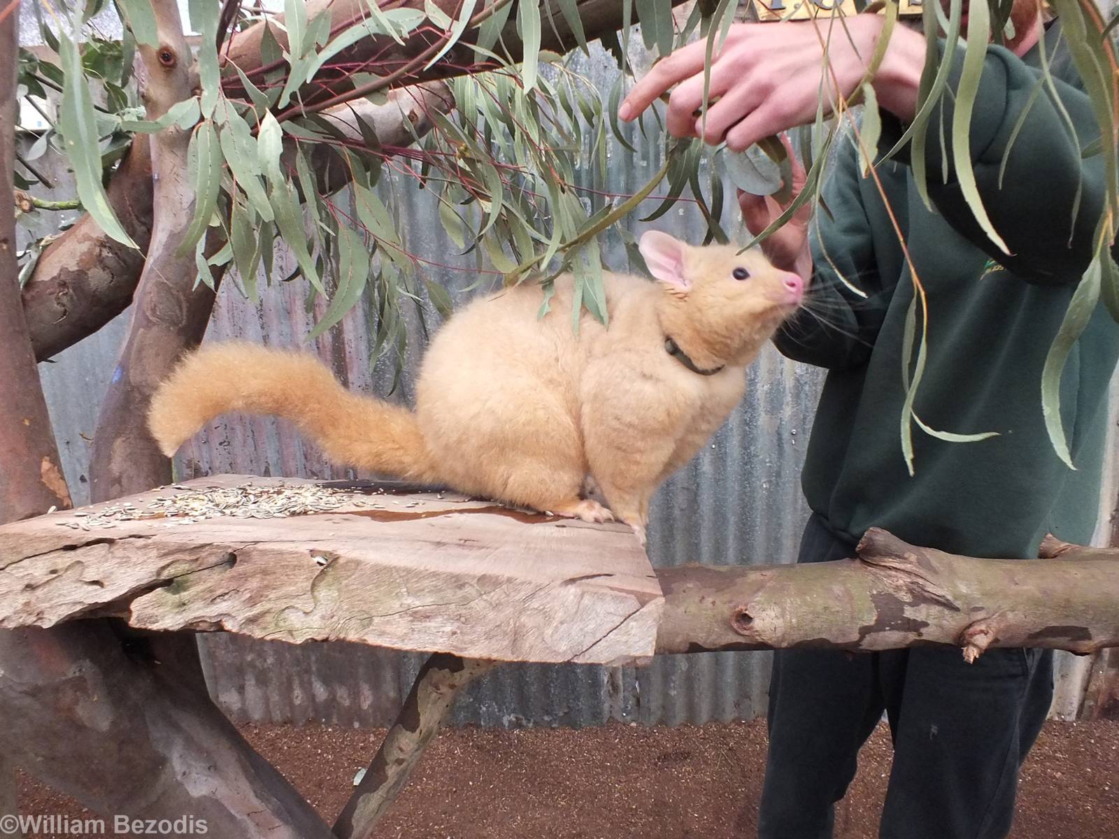 Golden Brushtail Possum in 'Meet the Wombat and Friends' Show - Caversham W