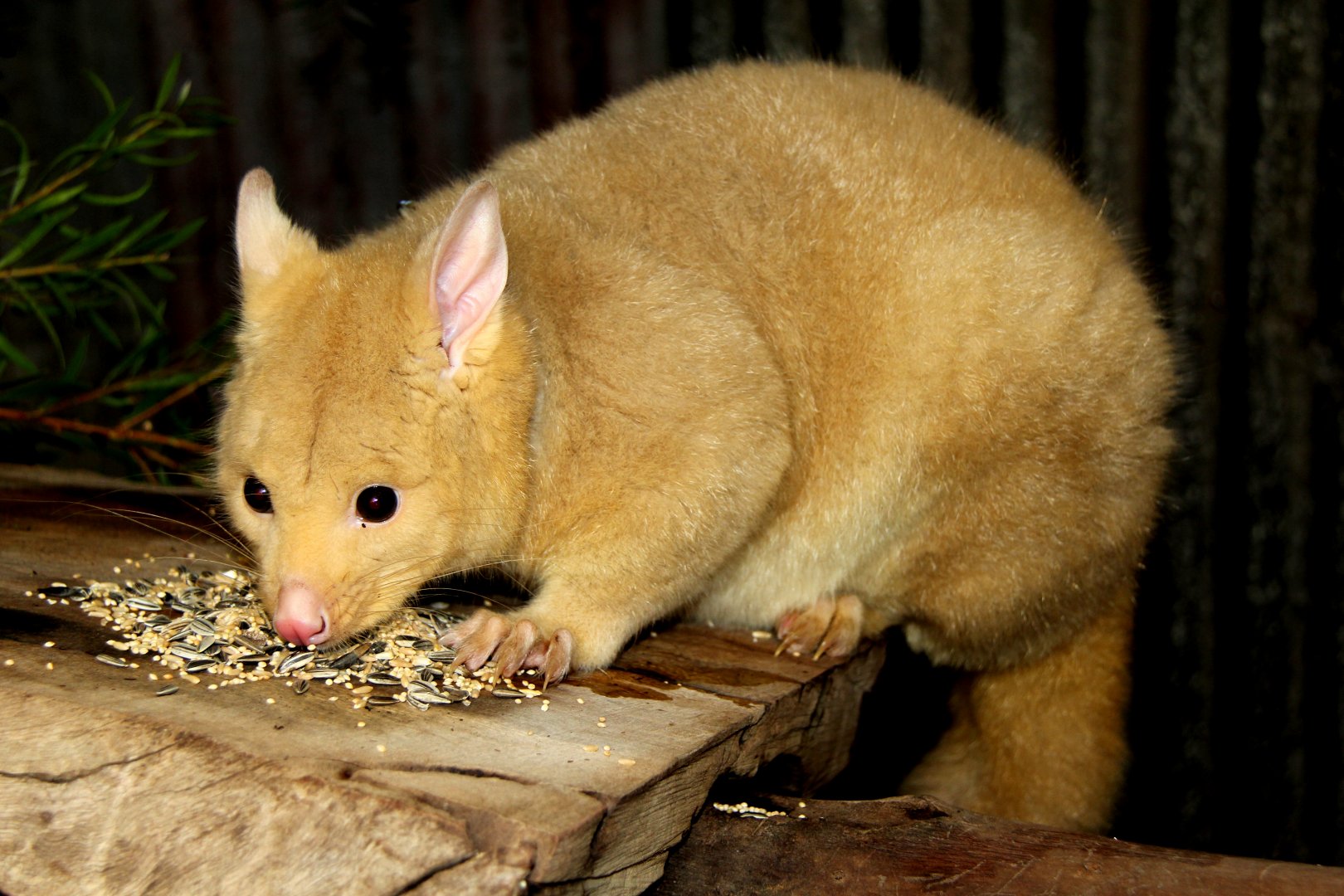 golden brushtail possum (Trichosurus vulpecula fuliginosus)