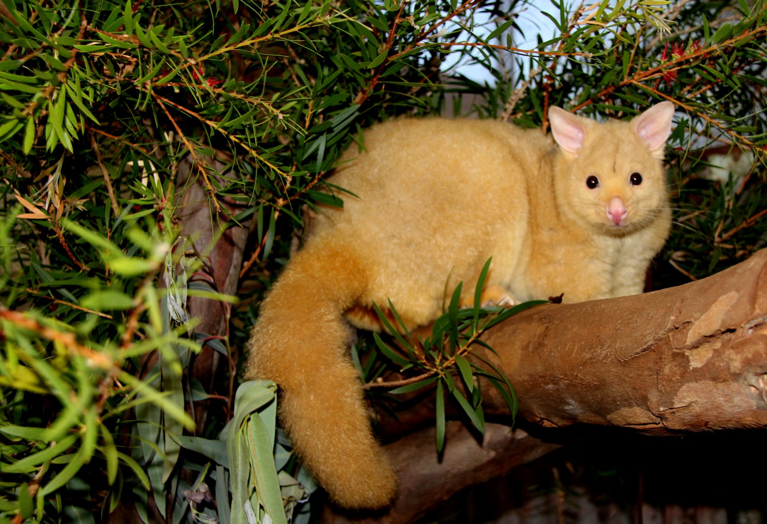 golden brushtail possum (Trichosurus vulpecula fuliginosus)
