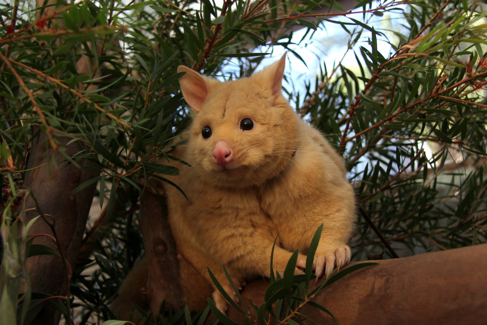 golden brushtail possum (Trichosurus vulpecula fuliginosus)