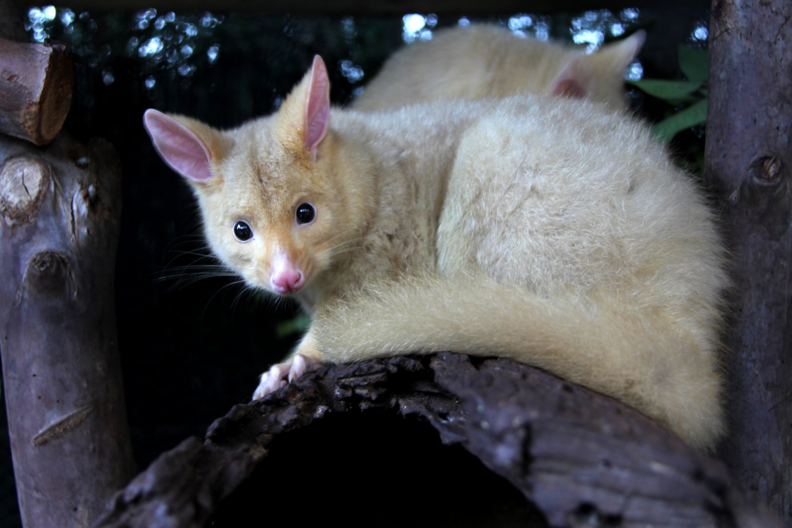 golden brushtail possum (Trichosurus vulpecula fuliginosus)