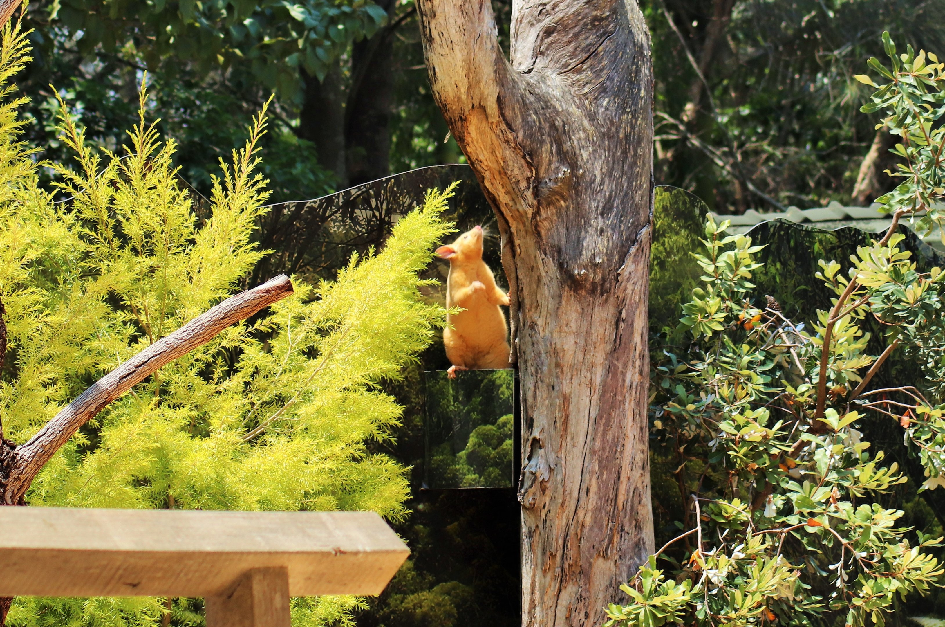 Golden Brushtail Possum (Trichosurus vulpecula fuliginosus)