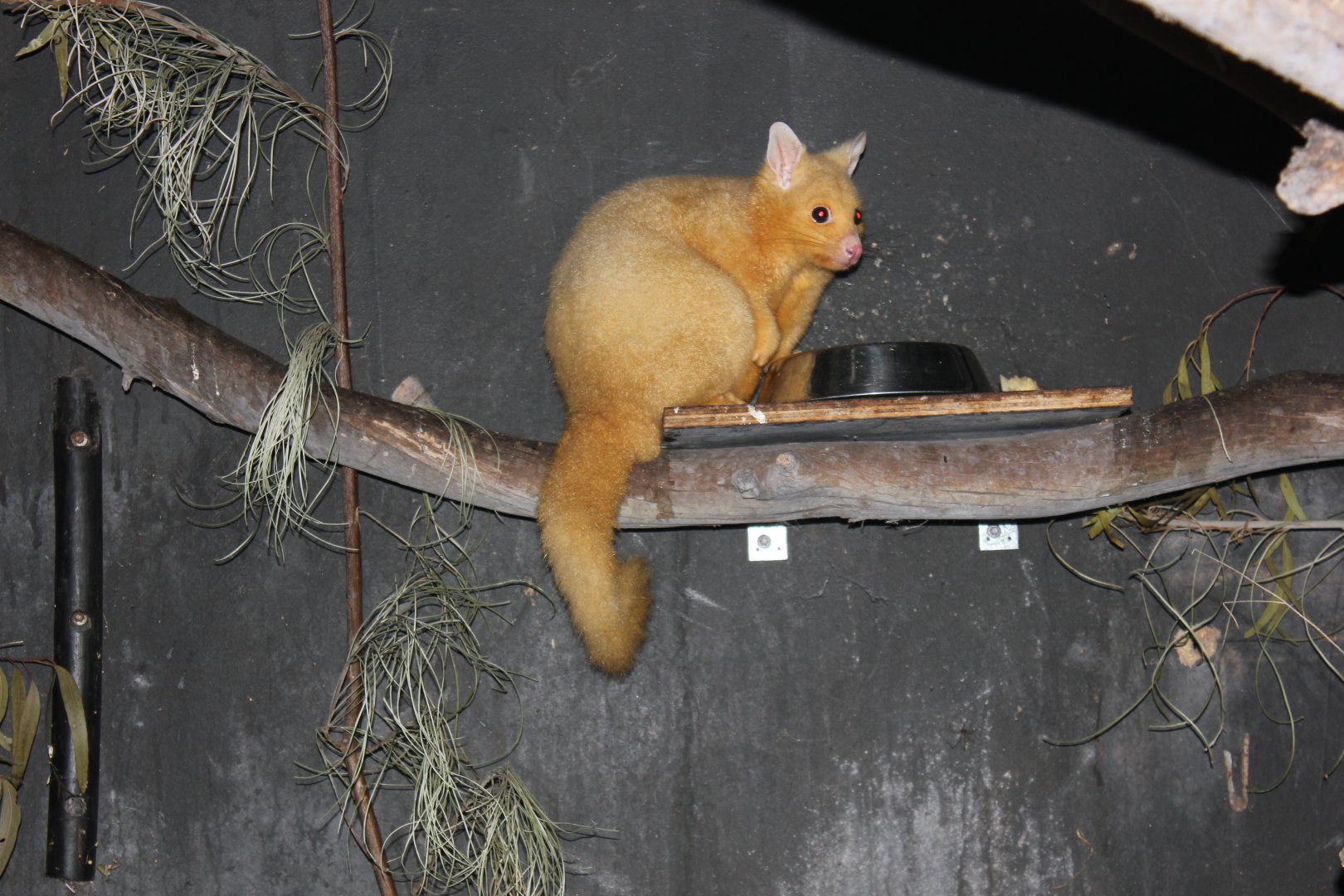 Golden Brushtail Possum (Trichosurus vulpecula)