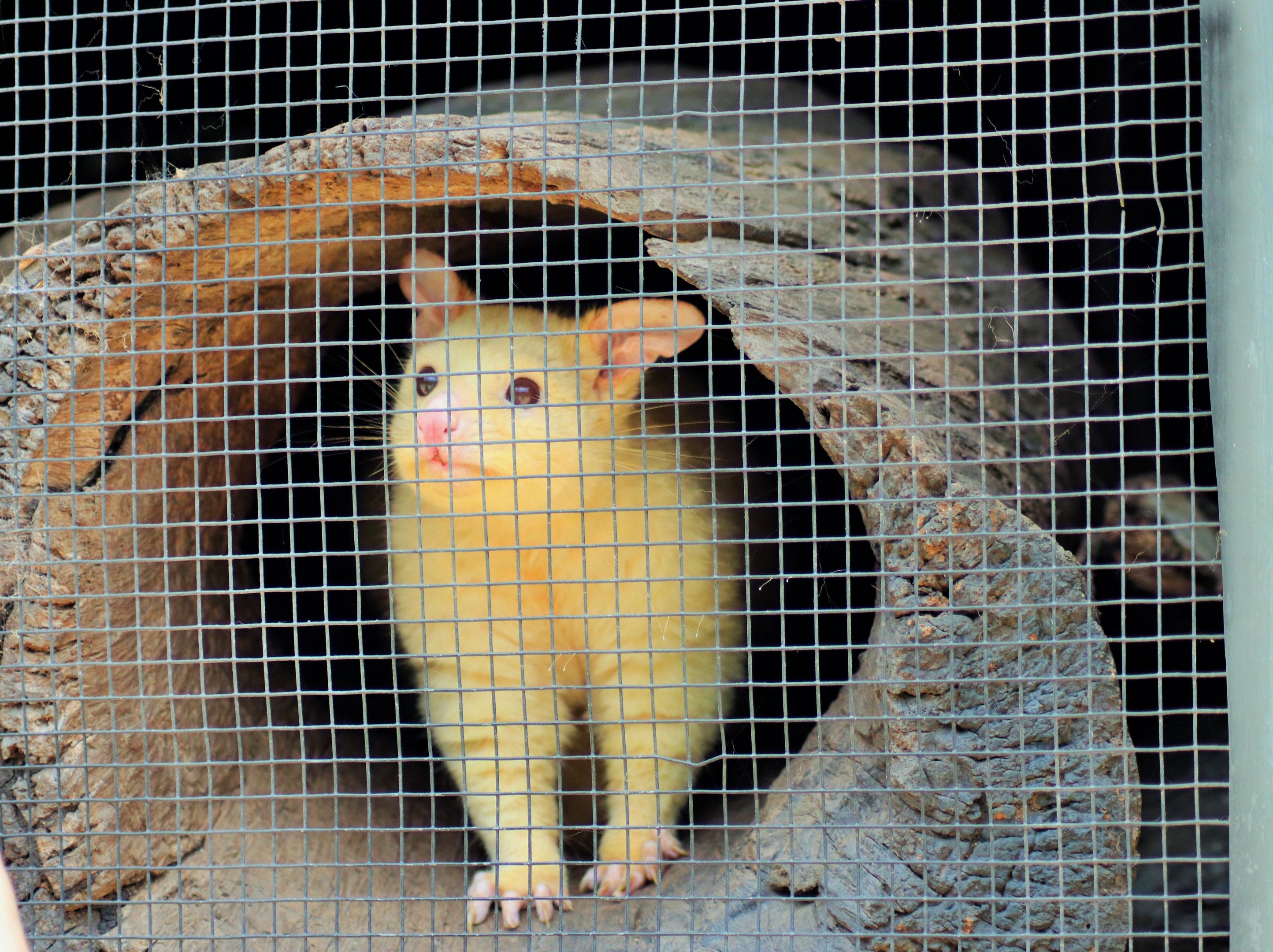 Golden Brushtail Possum (Trichosurus vulpecula)