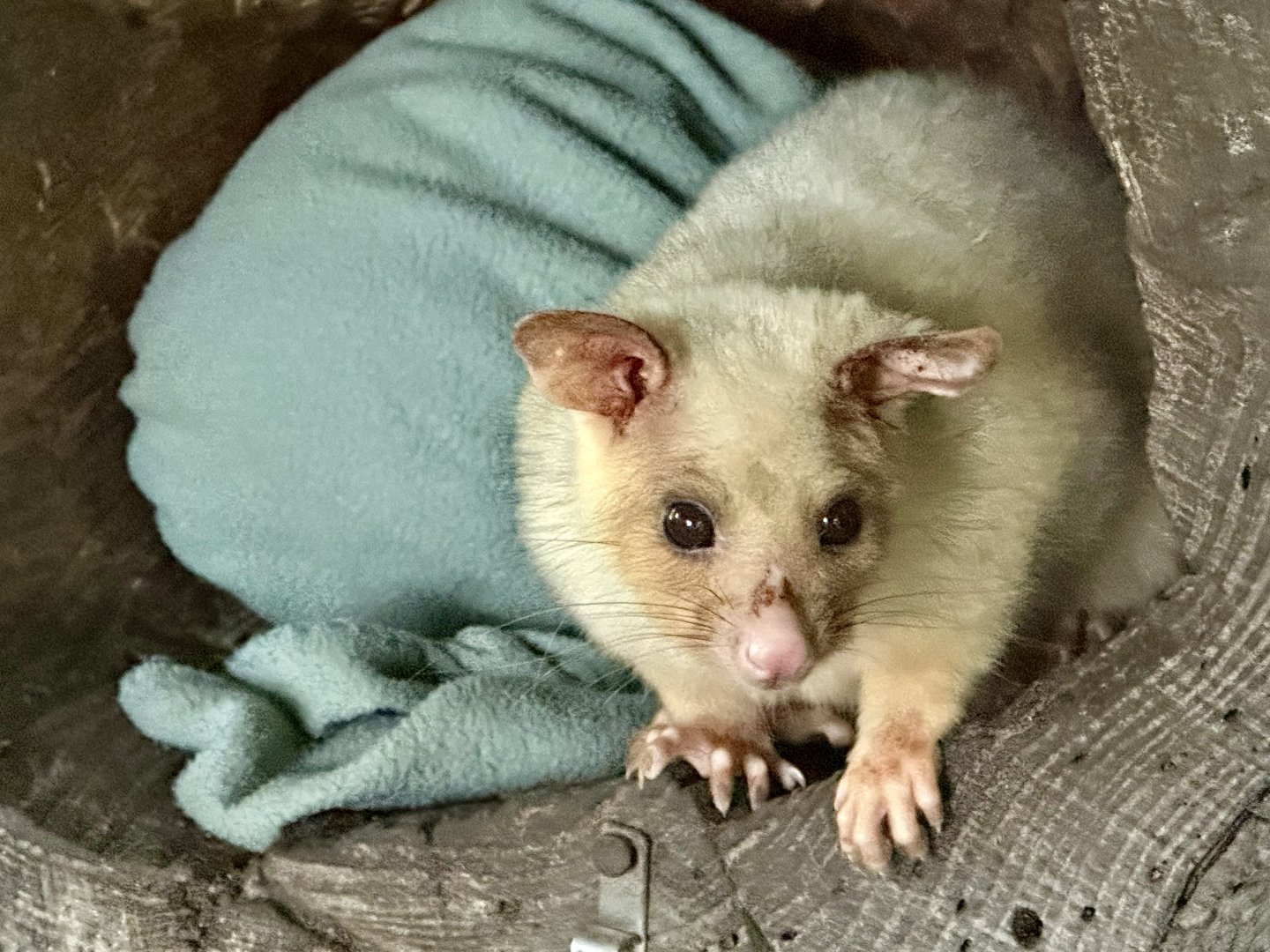 Golden Brushtail possum (Trichosurus vulpecula)