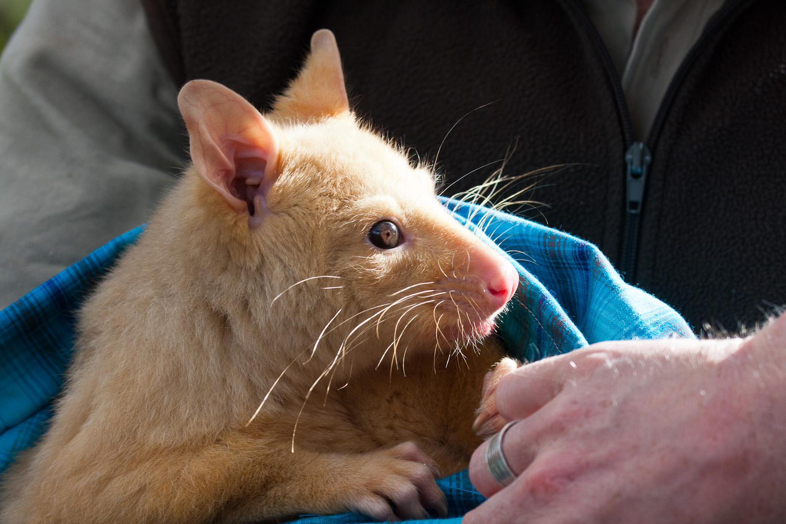 Golden Brushtail Possum