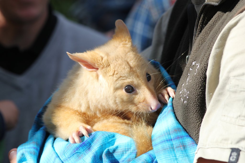 Golden Brushtail Possum