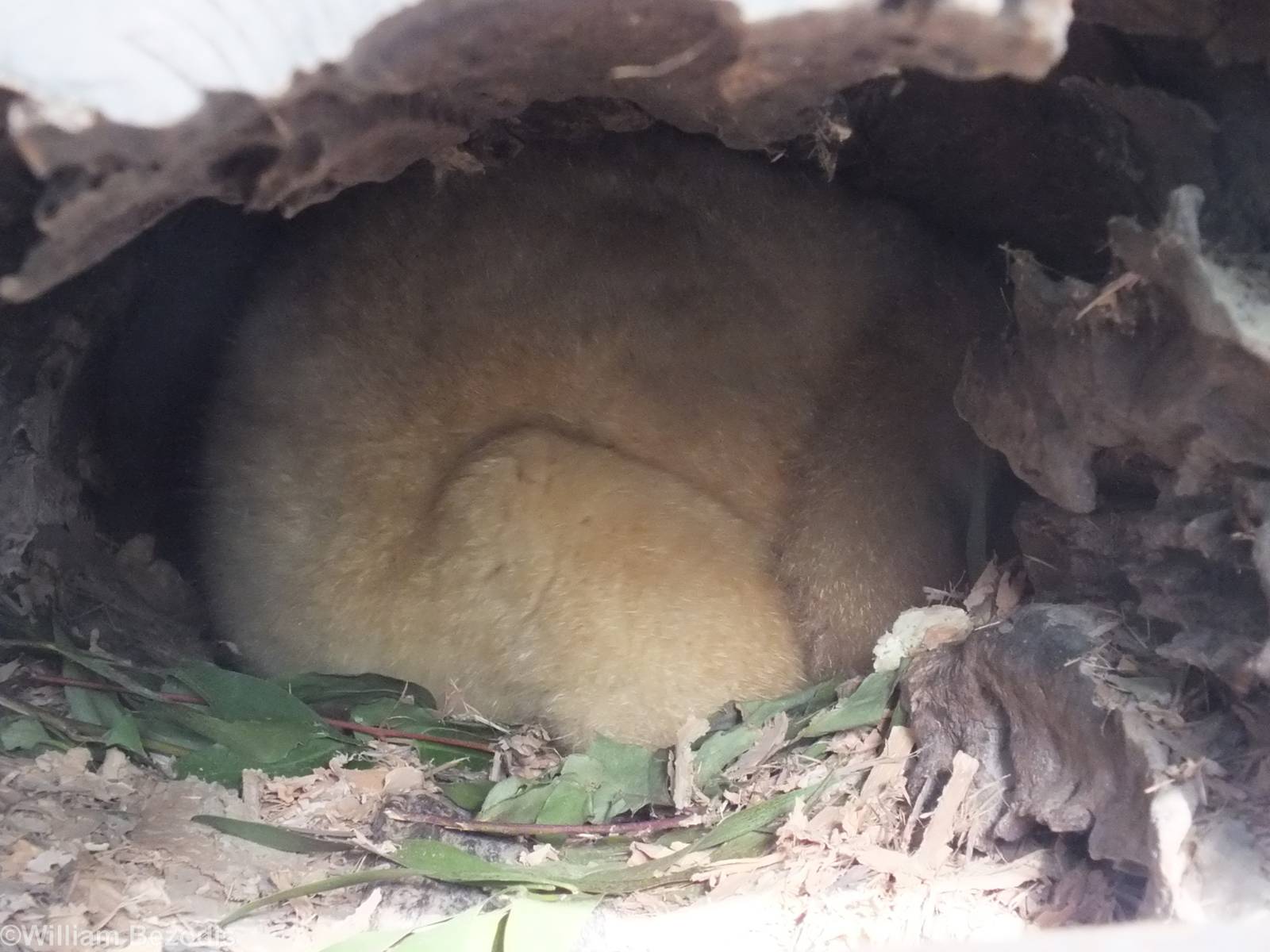 Golden Brushtail Possum