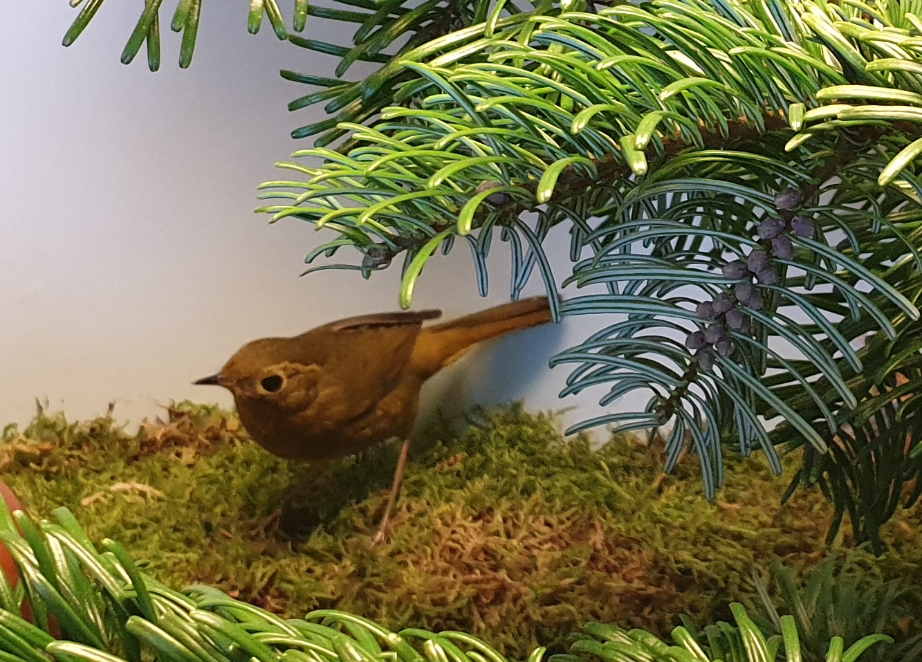 Golden bush-robin - female