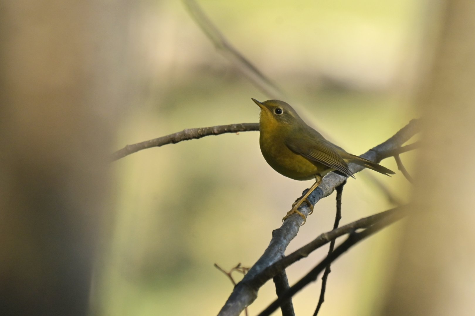 Golden Bush Robin Tarsiger chrysaeus