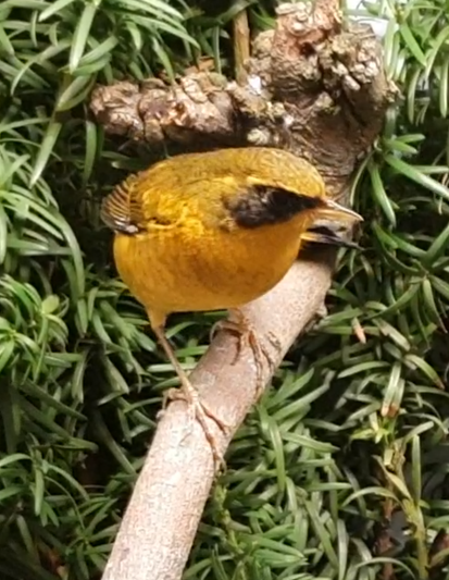 Golden bush-robin