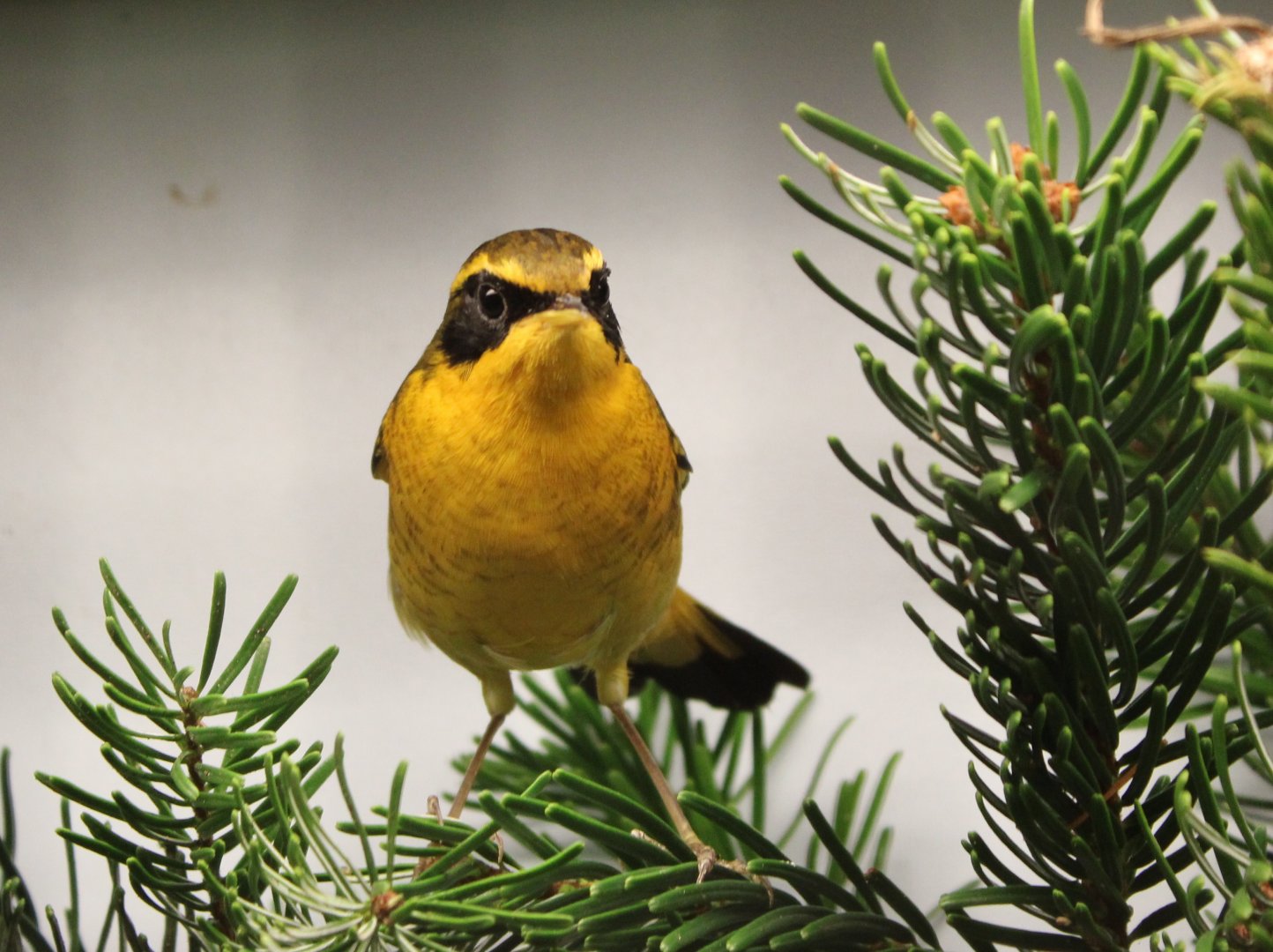 Golden bush-robin