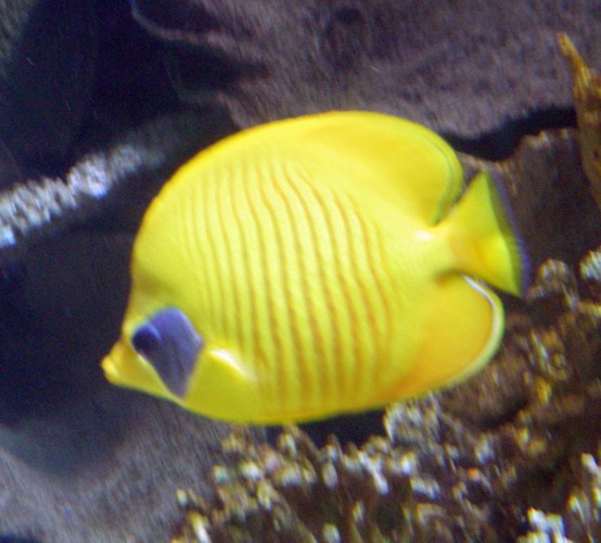 Golden Butterflyfish (Chaetodon semilarvatus)