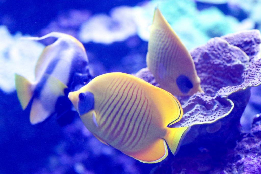 Golden Butterflyfish