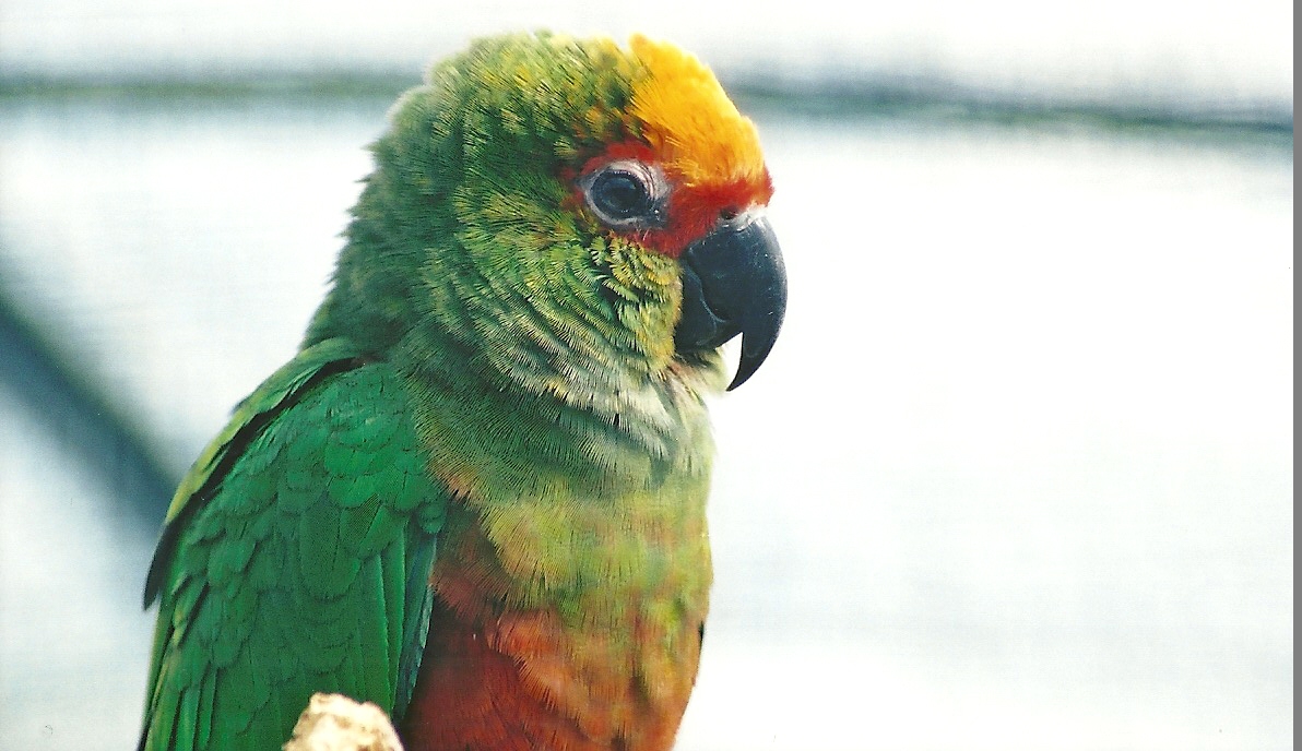 Golden-capped Conure, 29th April 2008