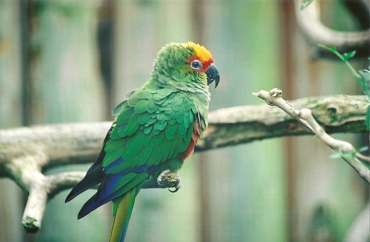 Golden-capped Conure, 4th October 2008