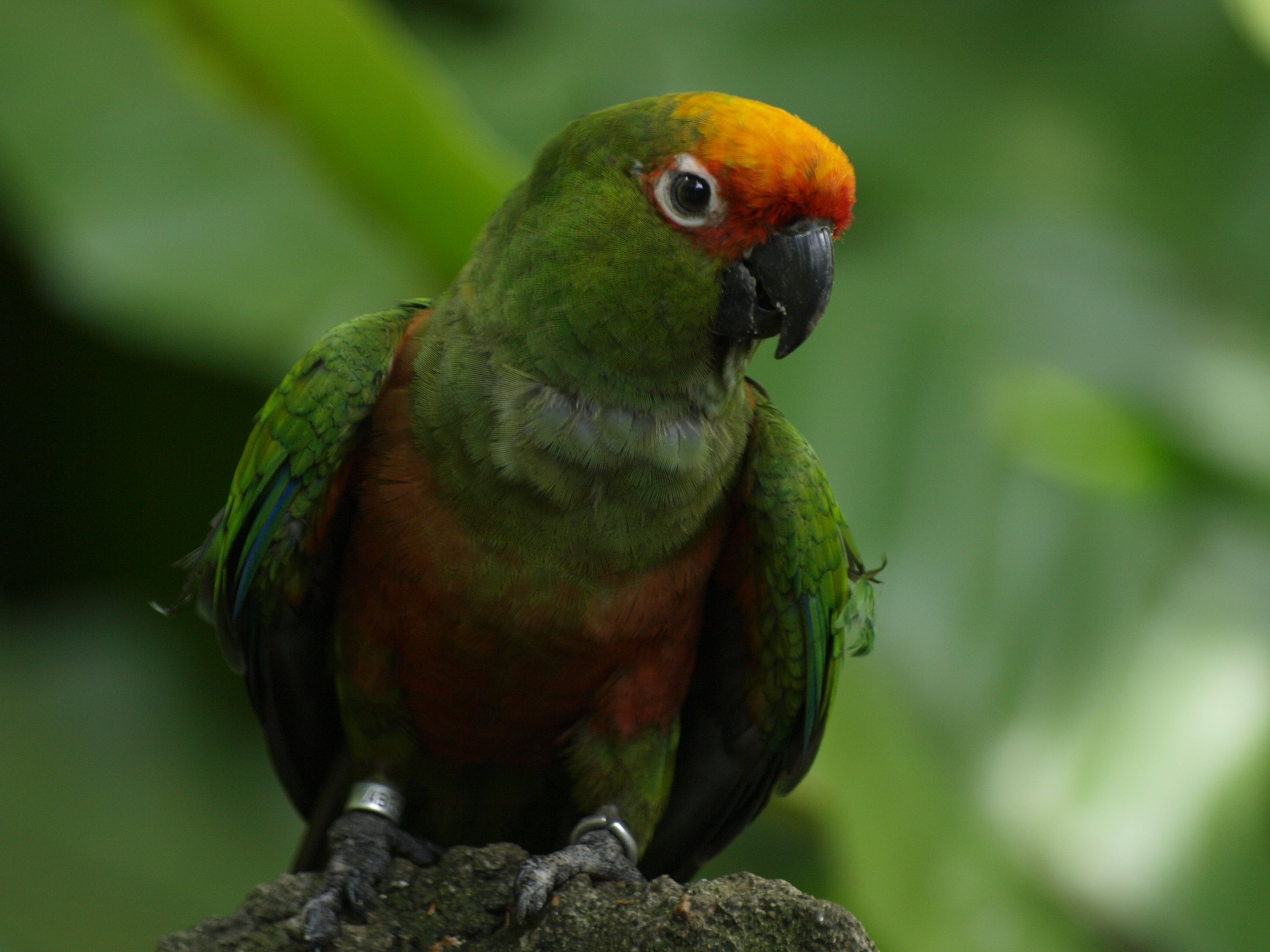 Golden-capped conure (Aratinga auricapilla)