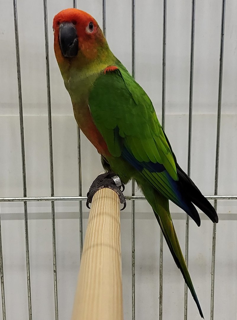 Golden-capped conure