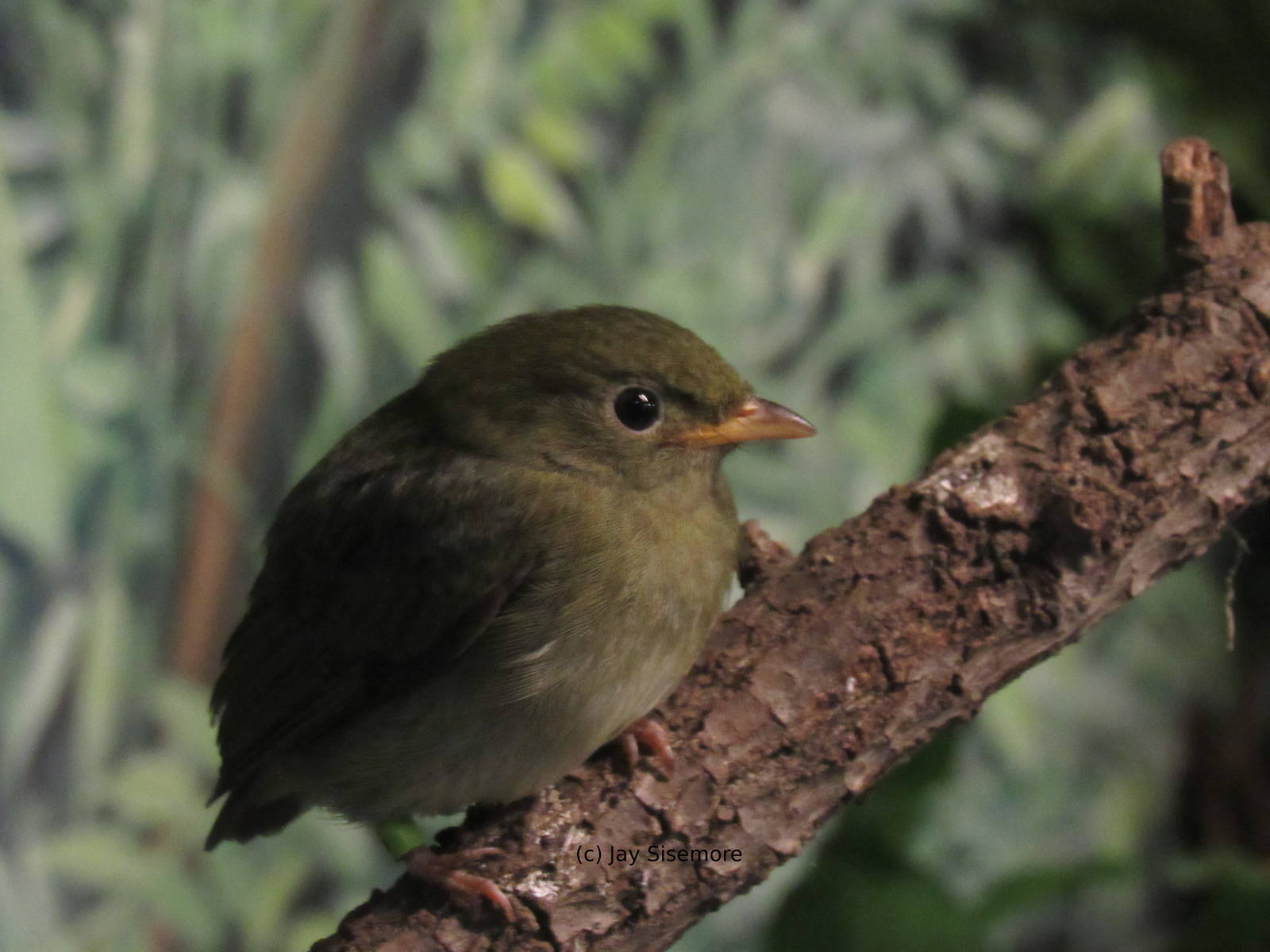 Golden Capped Manakin