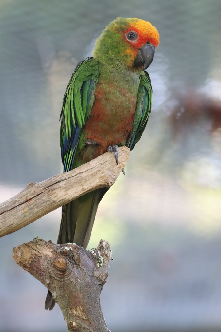 Golden-capped parakeet (Aratinga auricapillus)