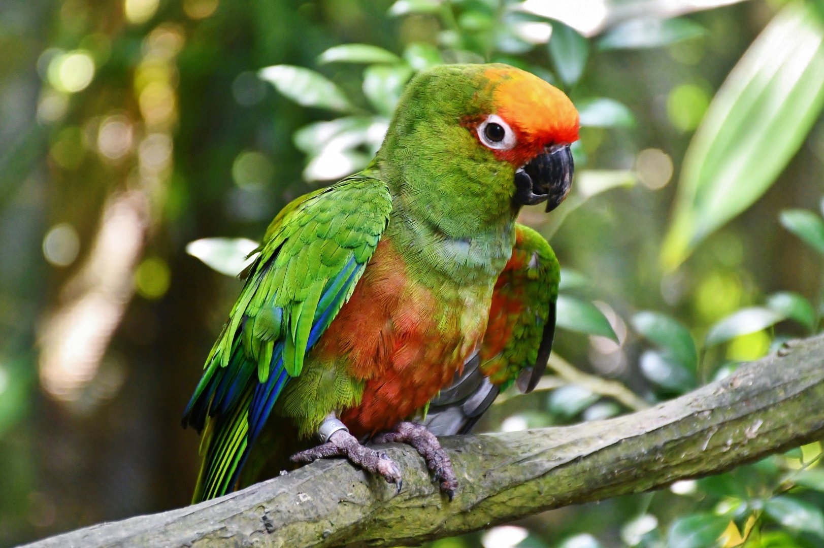 Golden-capped Parakeet (Aratinga auricapillus)