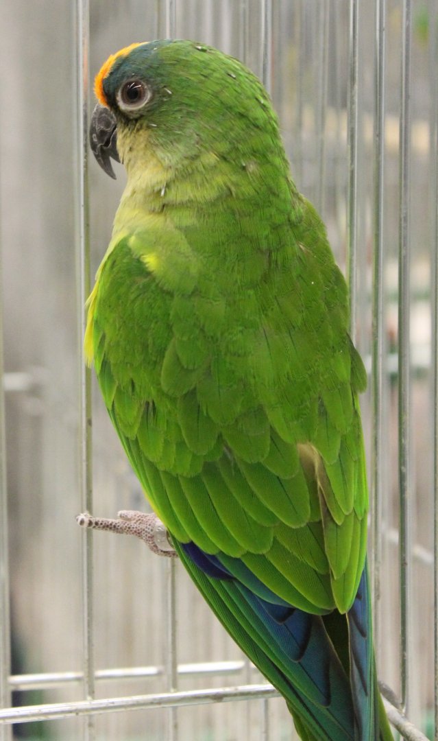 Golden-capped parakeet