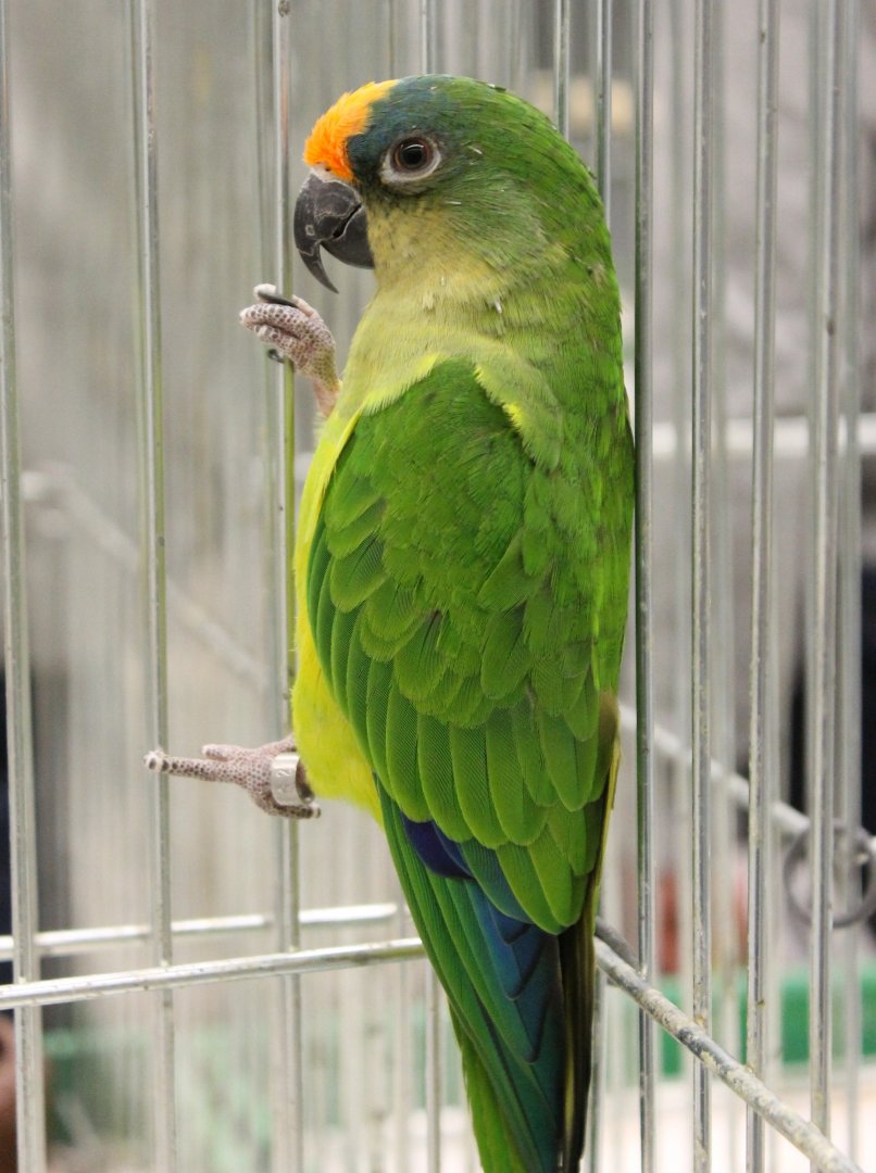 Golden-capped parakeet