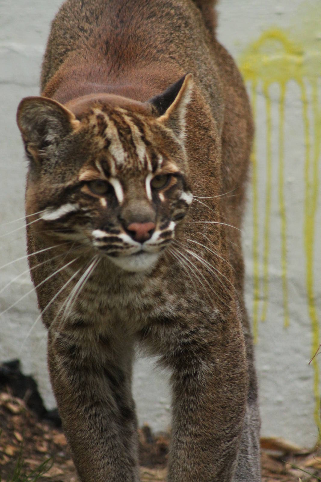 Golden Cat - 21st March 2015