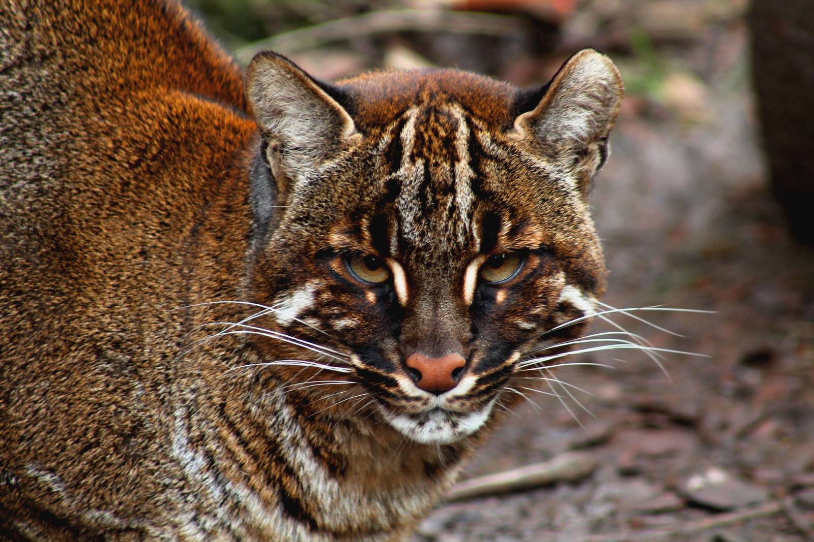 Golden Cat - 27th March 2016