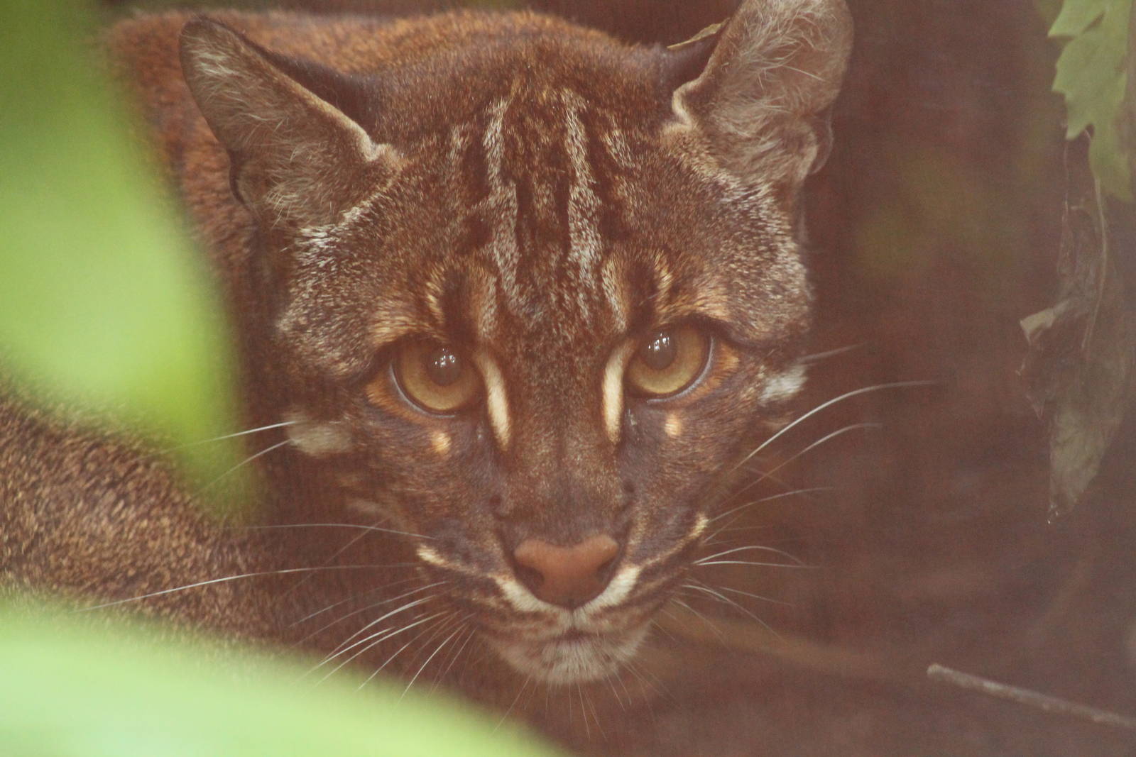 Golden Cat - 2nd August 2014