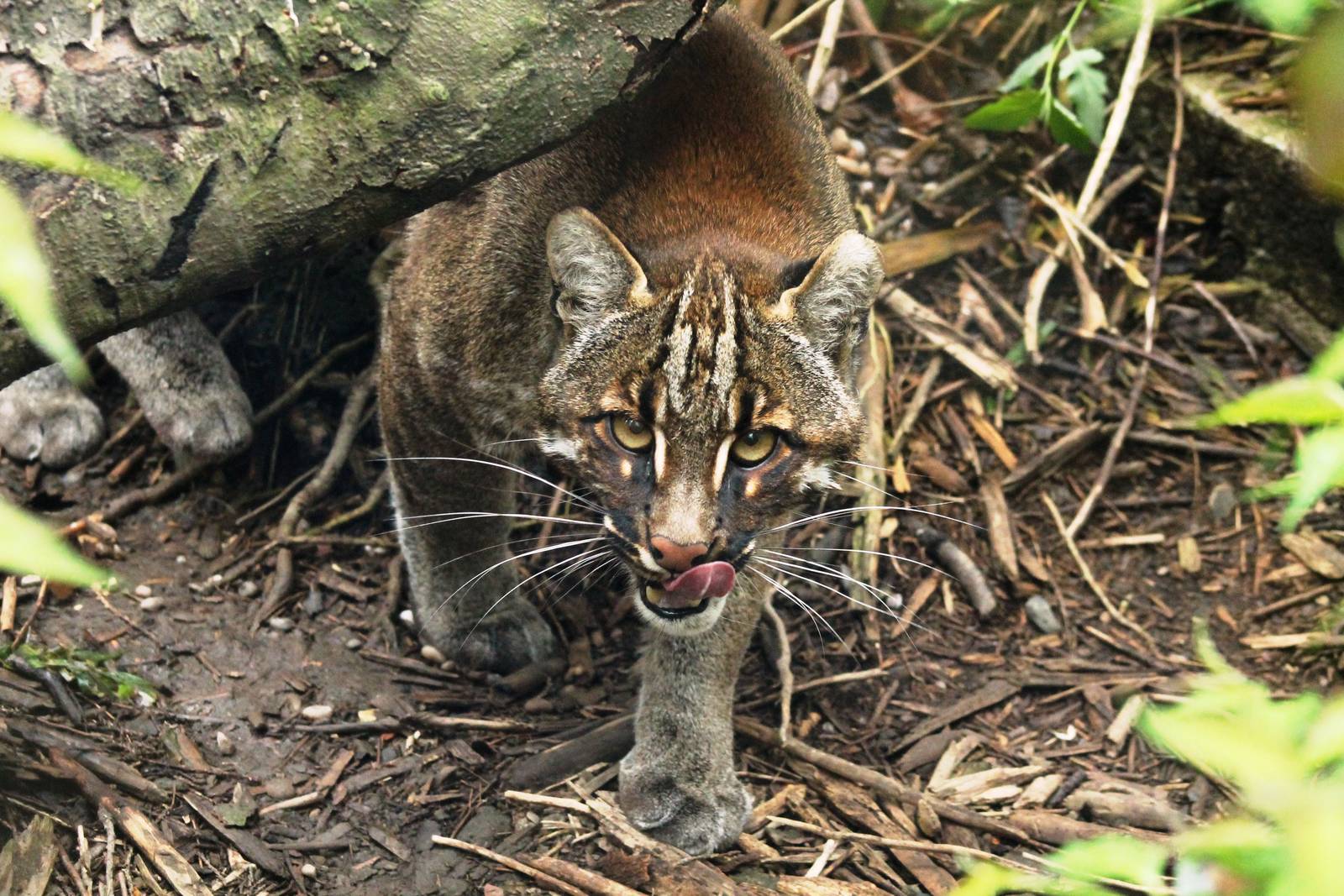 Golden Cat - 2nd May 2015