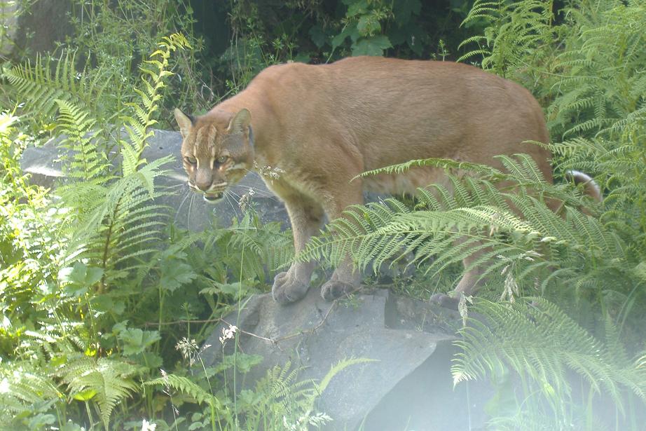 Golden Cat at Belfast Zoo Summer 2007