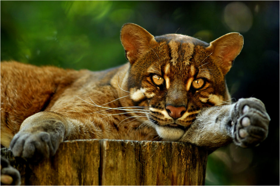 Golden cat at Heidelberg zoo