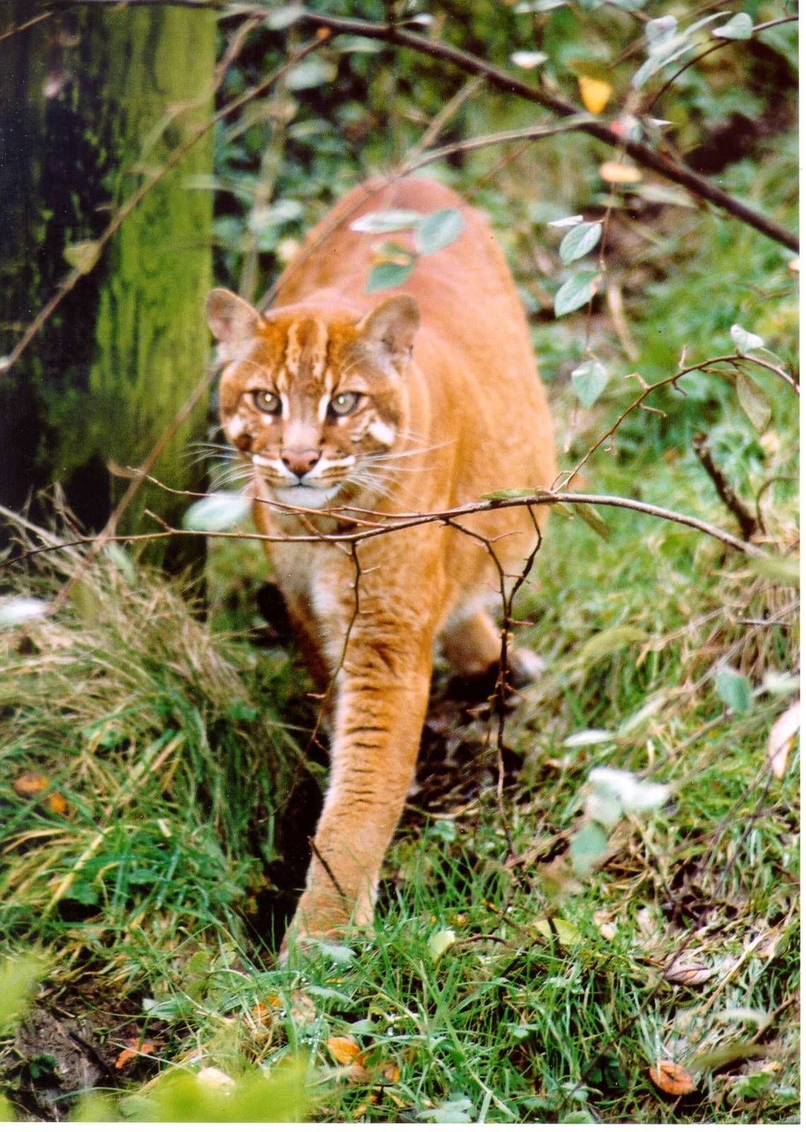 Golden cat - Belfast 06
