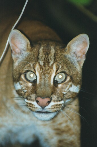 Golden cat - Belfast