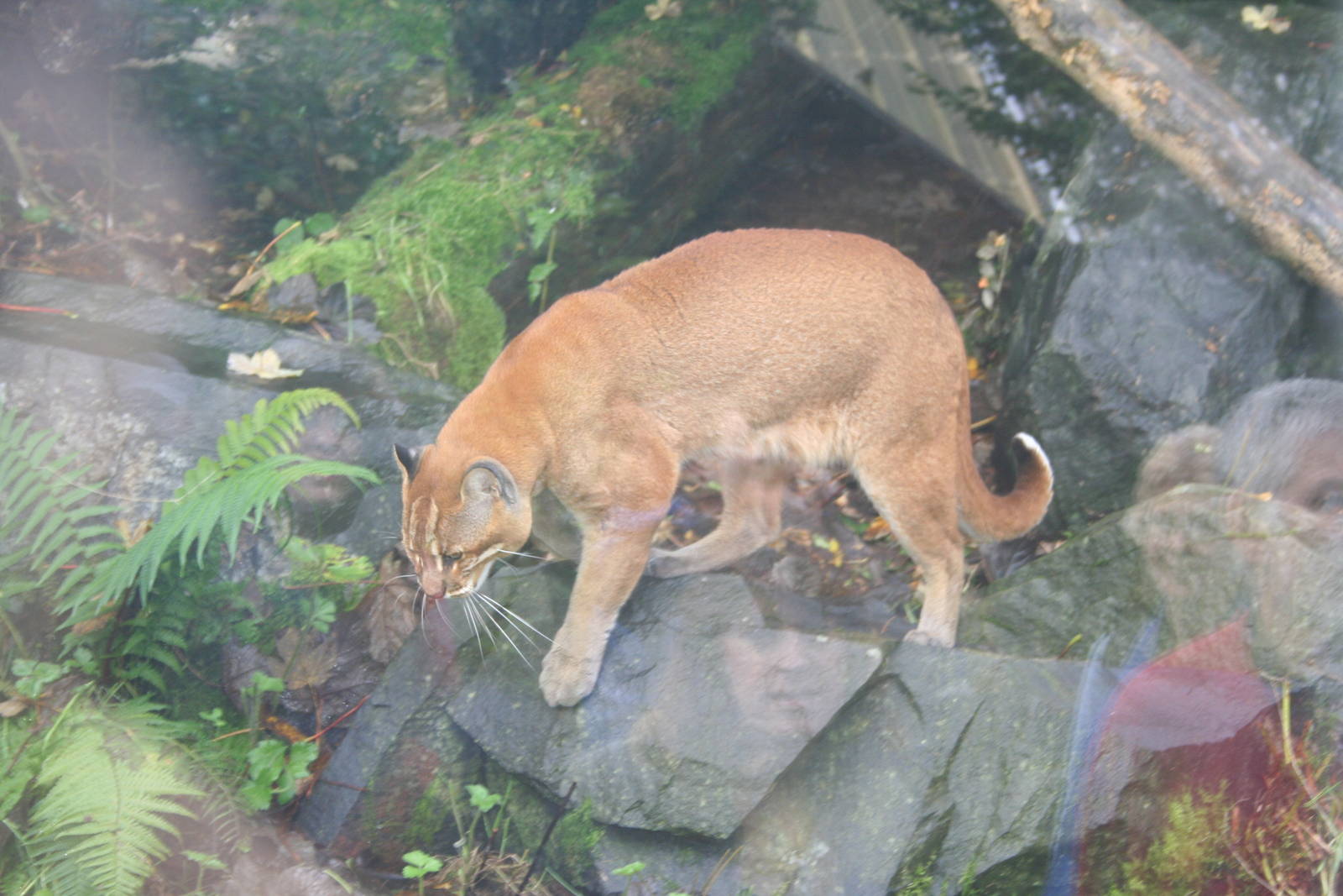 Golden cat - Belfast