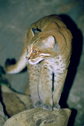 golden cat, Cincy Zoo