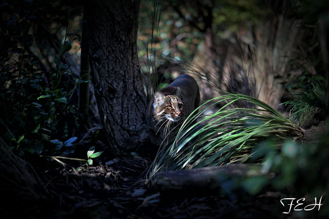 golden cat in golden light