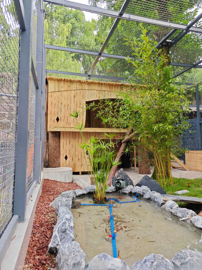 Golden cat new enclosure (photo by YuLiu)